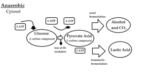 anaerobic diagram