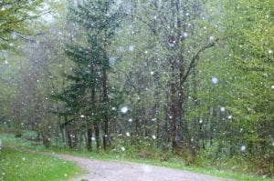 rain in a forest